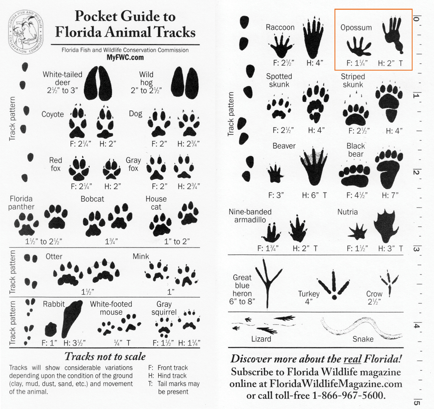 animal tracks image