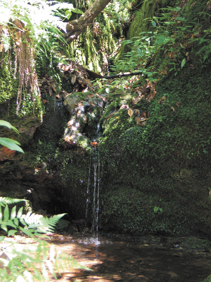 Waterfall at Shoal Sanctuary in Mossy Head, Florida