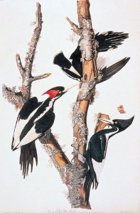 Ivory-billed Woodpecker Ivoryu-billed Woodpecker illustration by J.J. Adubon (courtesy Cornell Lab of Ornithology). The painting is showing male (left) and female plumages, and individuals involved in characteristic foraging behavior - stripping bark from dead trees in search of beetle larvae. 