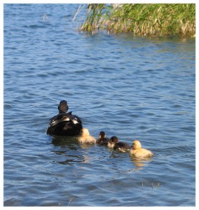 Ducks on Lake DeFuniak