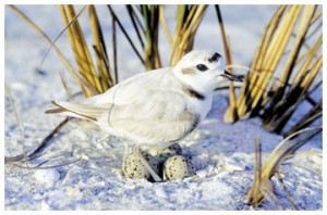Birds like this snowy plover are abundant in the Panhandle at sites along the Great Fla. Birding Trail.  FWC photo by Jeff Gore and Nancy Douglass  