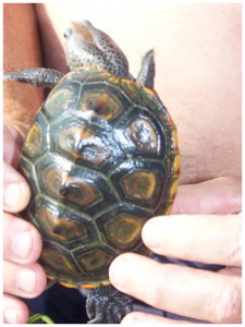 Searching for Diamondback Terrapin turtles in the Florida Panhandle ...