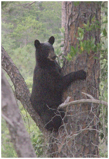 Florida Black Bears  The Nature Conservancy