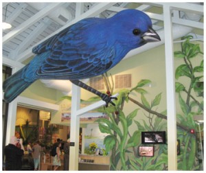 Indigo bunting towers over the entrance to the exhibition hall at the E.O. Wilson Biophilia Center.