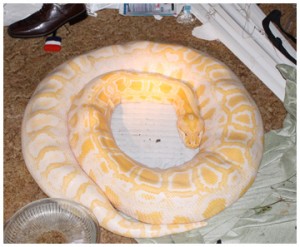 11-foot-long python found in a home in Crestview was not permitted or caged. Photo courtesy FWC.