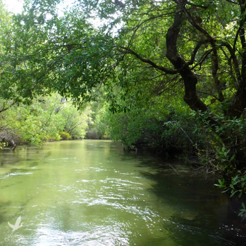 Twists and turns keep you paddling on Turkey Creek - Walton Outdoors