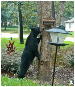 Removing feeders from your yard can help in detering black bears. Photo courtesy Melissa Wilder.