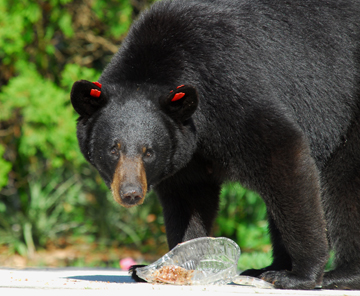 Are black bears dangerous? - Walton Outdoors