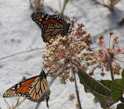 Monarchs feeding on milkweed (Asclepias) at Grayton Beach State Park. Lori Ceier/Walton Outdoors