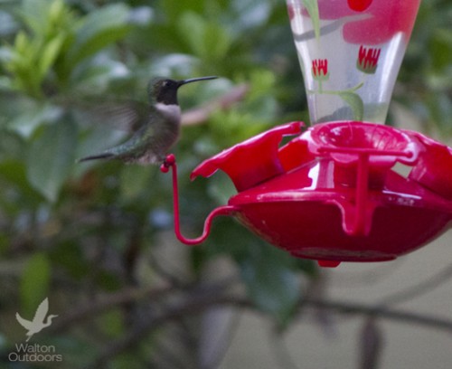 This hummingbird enjoying nectar from a feeder. Lori Ceier/Walton Outdoors