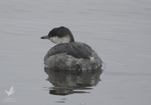 If you look closely you can see a fishing line attached to this horned grebe in Hogtown Bayou. The line was wrapped around its neck. Fortunately it was rescued and brought to Emerald Coast Wildlife Refuge. 