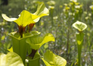 Pitcher plant bog at Blackwater River State Forest. A sign of a well managed forest with prescribed burns. Lori Ceier/Walton Outdoors
