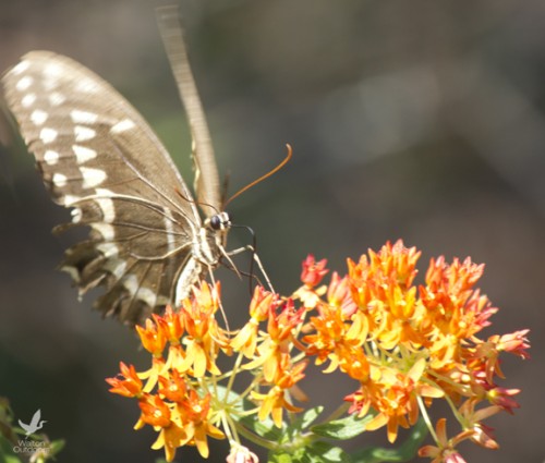 A butterfly feeds on milkweed at Topsail Hill Preserve State Park. Lori Ceier/Walton Outdoors