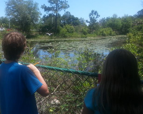 Destin Middle School students watch a great blue heron take off. 