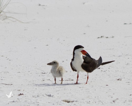 Black skimmer parent watches over chick. Lori Ceier/Walton Outdoors