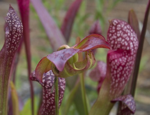 A pitcher plant bog is one of the many features of the Native Plant Demonstration Garden and Trail. Lori Ceier/Walton Outdoors