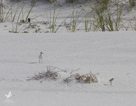 Parent snowy plover watches over chick. Lori Ceier/Walton Outdoors