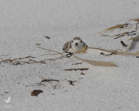 The mother snowy plover watches over her chicks. A parent may behave as if they are injured to deter potential predators. Lori Ceier/Walton Outdoors