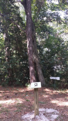 The Kissing Tree is one of the features along the Living Shoreline Trail.