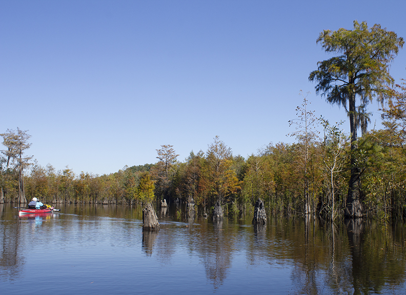 Explore the scenic beauty of Dead Lakes in Wewahitchka, Florida - Walton  Outdoors