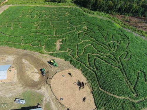 5.3 acres of corn maze fun in Bonifay. Photo courtesy Hammack Farms