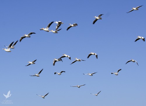 White pelicans soar above the bay. Lori Ceier/Walton Outdoors