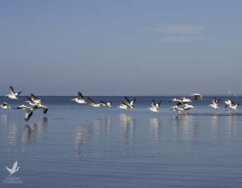 White pelicans take flight along the Choctawhatchee Bay. Lori Ceier/Walton Outdoors