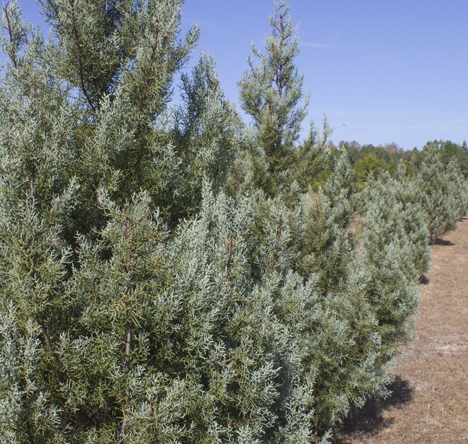 Arizona Blue Ice Cypress is one of the varieties of Christmas trees you can choose from at Strickland's Christmas Tree Farm. Lori Ceier/Walton Outdoor