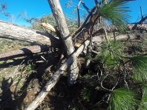 Damaged trees along the uplands trail at the Apalachicola Bluffs and Ravines preserve. Photo courtesy Nature Conservancy.