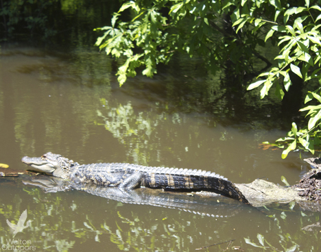 A recent photo of a young alligator sunning itself along the Choctawhatchee River. Lori Ceier/Walton Outdoors