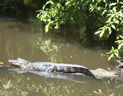 Are There Crocodiles in Washington State  