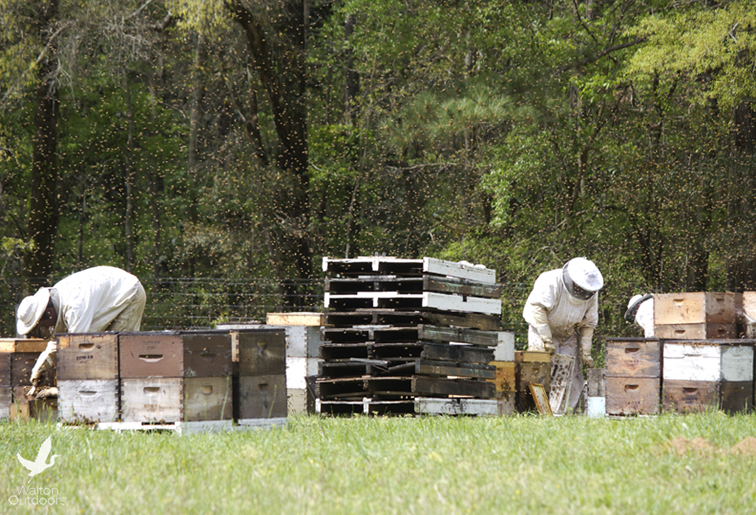 Beekeepers harvesting honey in Vernon March 24, 2015. Lori Ceier/Walton Outdoors