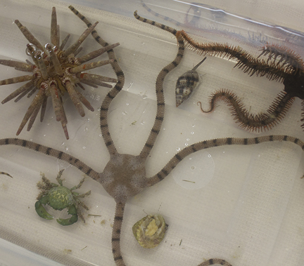 A touch tank will be one of the many activities during the Special Needs in Nature Day. 