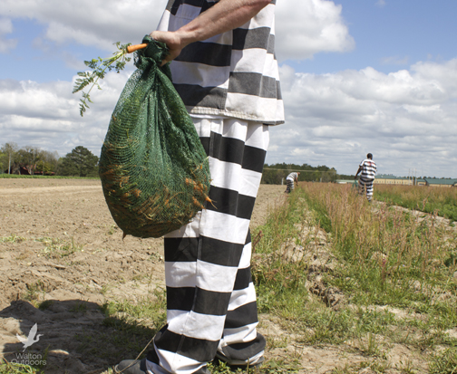 Inmates harvesting carrots on March 24, 2015. Lori Ceier/Walton Outdoors