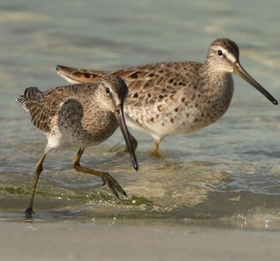 Short billed dowitchers photo by Walt Spence. 