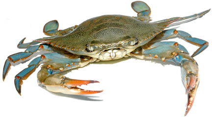 Blue crab trap closure for northwest Florida starts Jan. 5