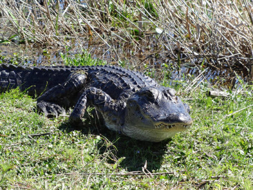 FWC provides tips for living with alligators - Walton Outdoors