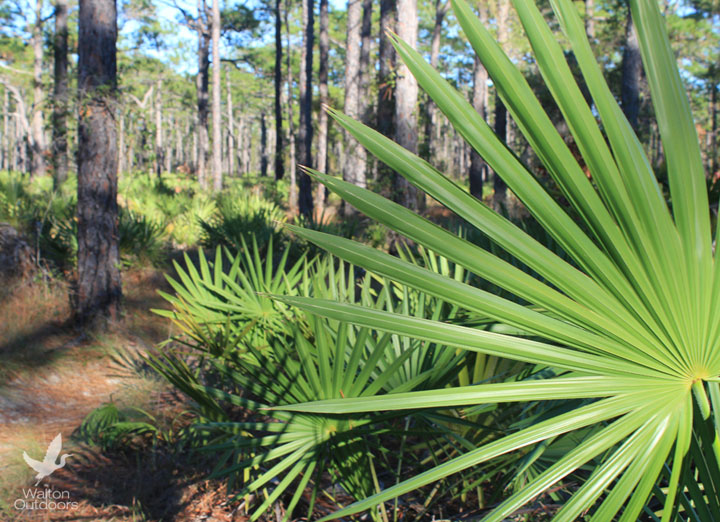 FWC down on illegal harvesting of palmetto berries Walton Outdoors