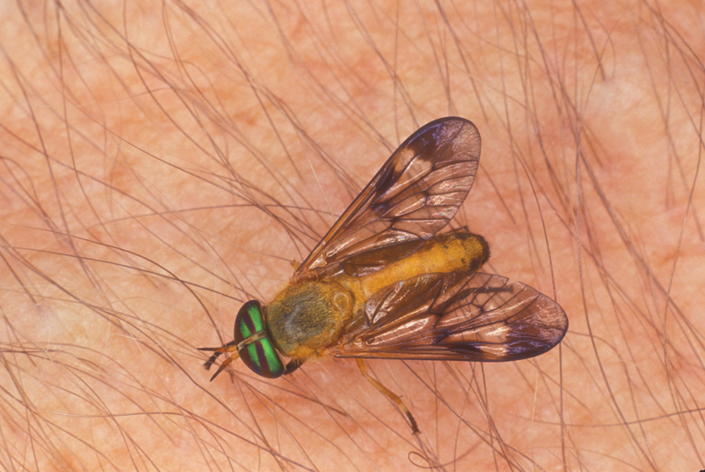 How to Get Rid of Flies Indoors and Outdoors  Get rid of flies, Fly  repellant, Fishing basics