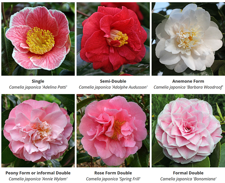 Camellias bring vibrant color to winter landscapes - Walton Outdoors