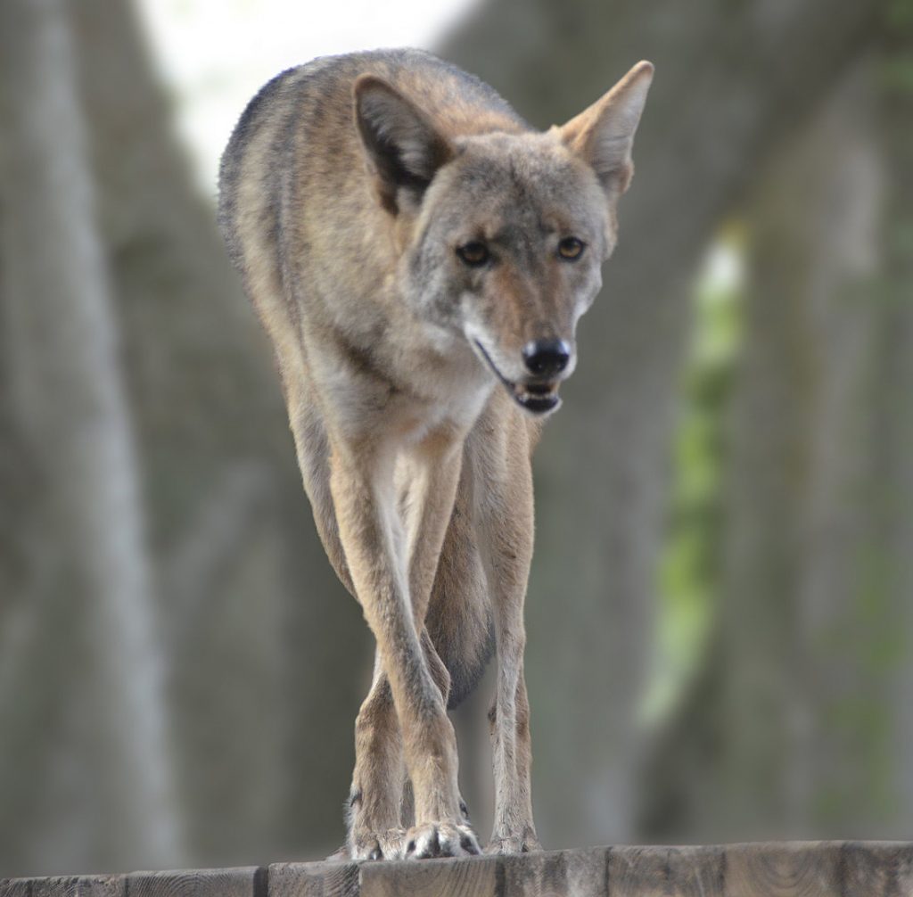 Keep Pets And Backyard Animals From Becoming Prey To Coyotes Walton Outdoors