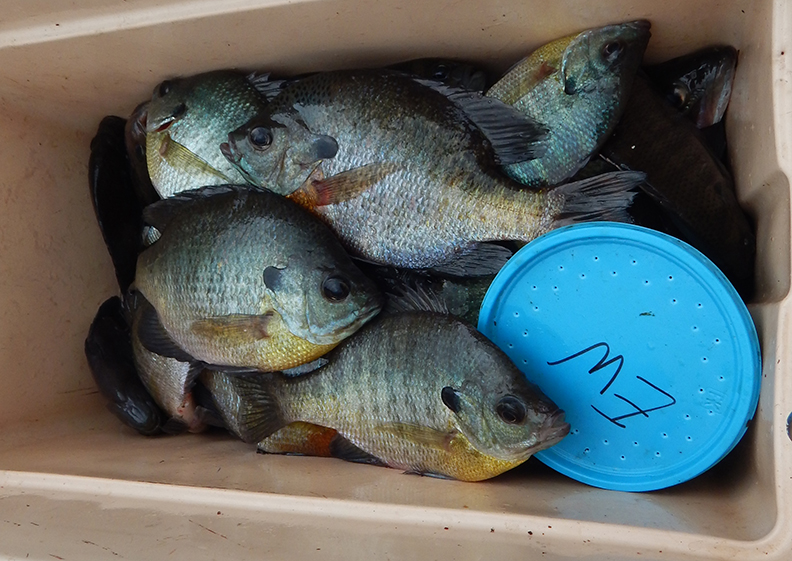 Bream fishing on the Choctawhatchee River - Walton Outdoors