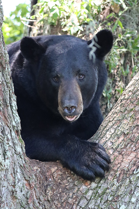 Florida Black Bears  The Nature Conservancy